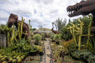 RESEDA, CA - APRIL 25, 2021: The California Nursery Specialties Cactus Ranch in the Los Angeles neighborhood of Reseda.