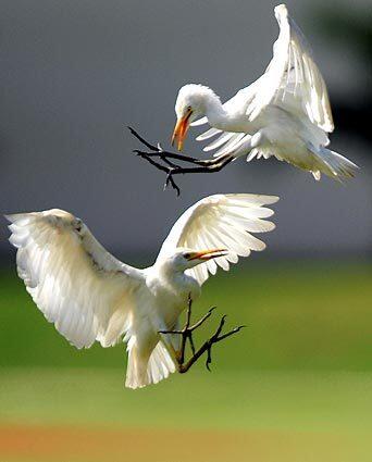 White herons