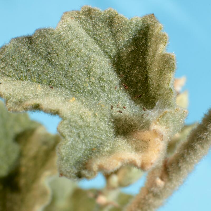 A closeup of a fuzzy green leaf