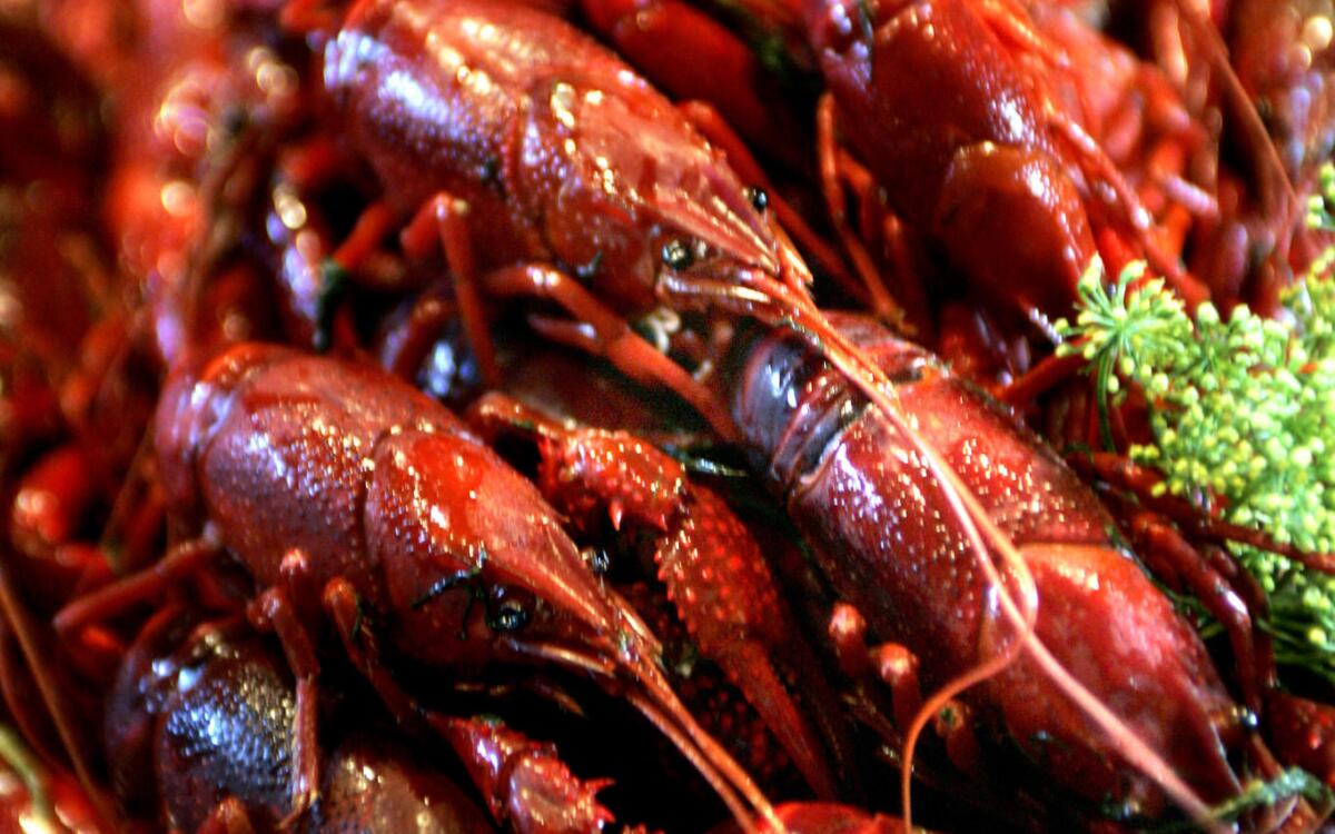 Crayfish feast (Kraftor)