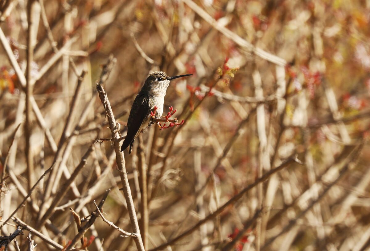 An Allen's hummingbird rests on a branch