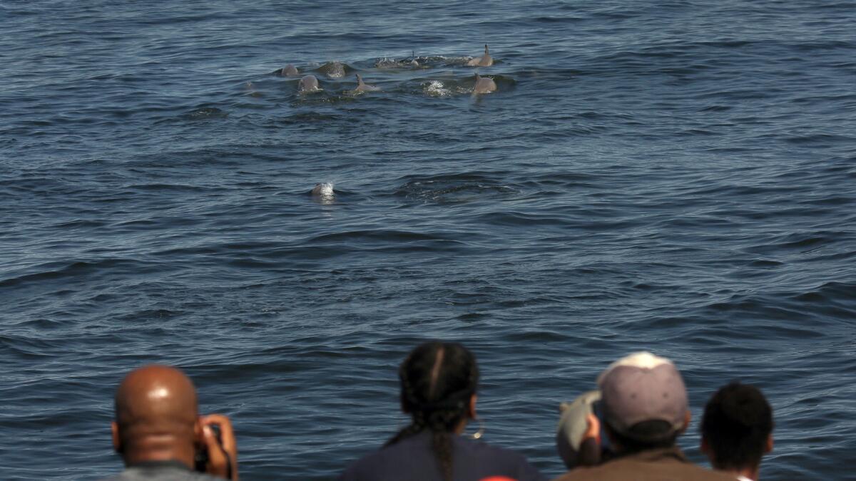 Although no whales were seen on the trip, a pod of about 75 dolphins was spotted.