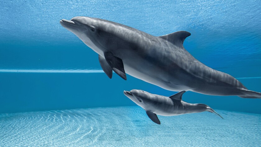 Cute pictures of baby dolphins