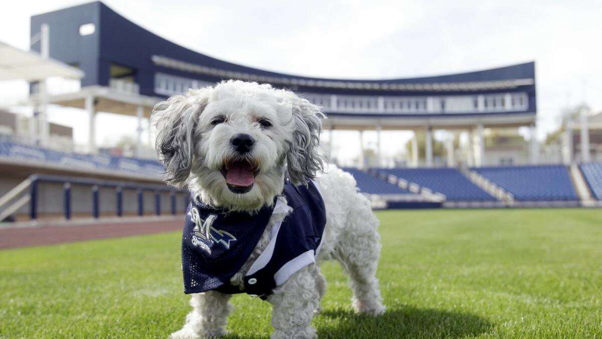 Stray dog Hank becomes big hit in Brewers' camp