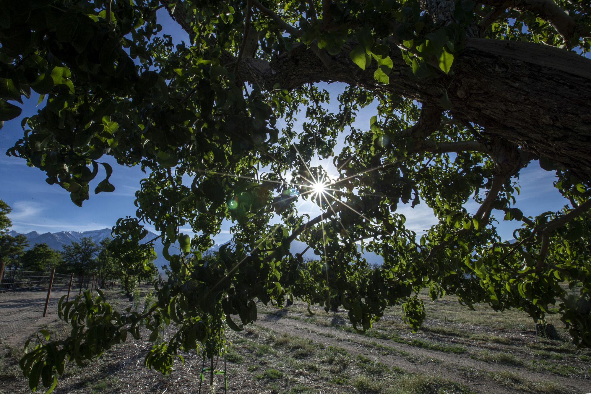 Newly grafted trees as well as original trees planted by ranchers and farmers in the 1920s around the old town of Manzanar.