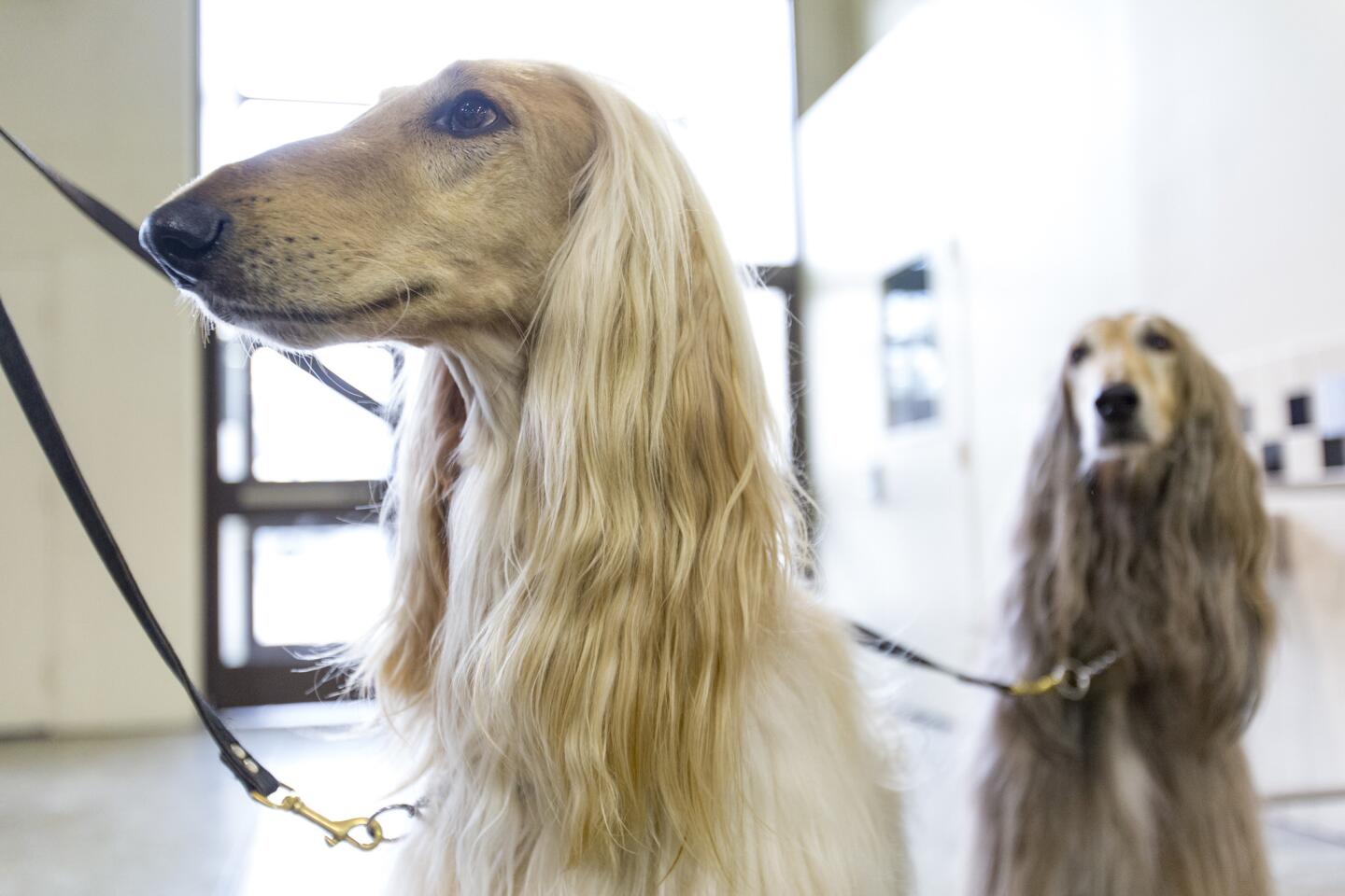 Sandy Blount's Afghan Hounds Yanni, 4, and Levon, 6, hang out.