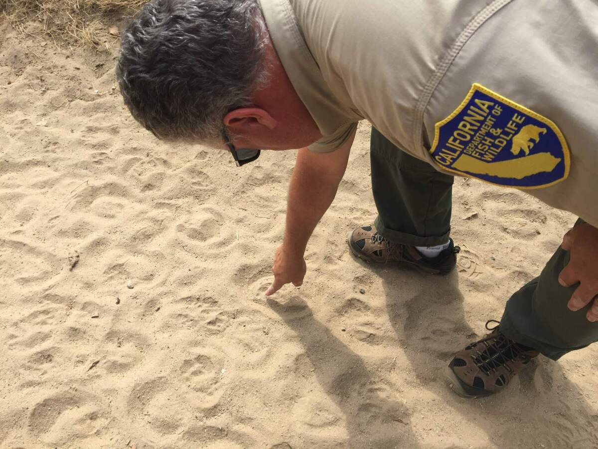 Andrew Hughan, information officer for the California Department of Fish and Wildlife, looks for coyote tracks in the sand along the southeast side of Grant Rea Park in Montebello on Aug. 9. The park was closed after a recent string of coyote attacks.