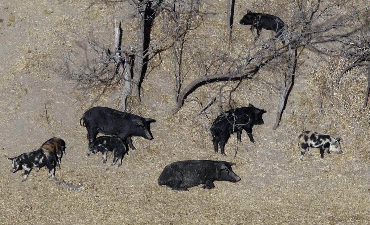 Feral pigs roam near a Mertzon, Texas, ranch.