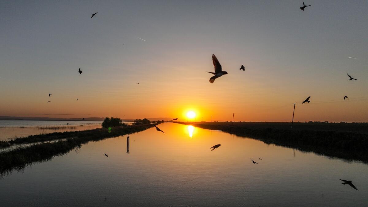 Birds in flight are silhouetted as a water-filled channel stretches toward the sun on the horizon.