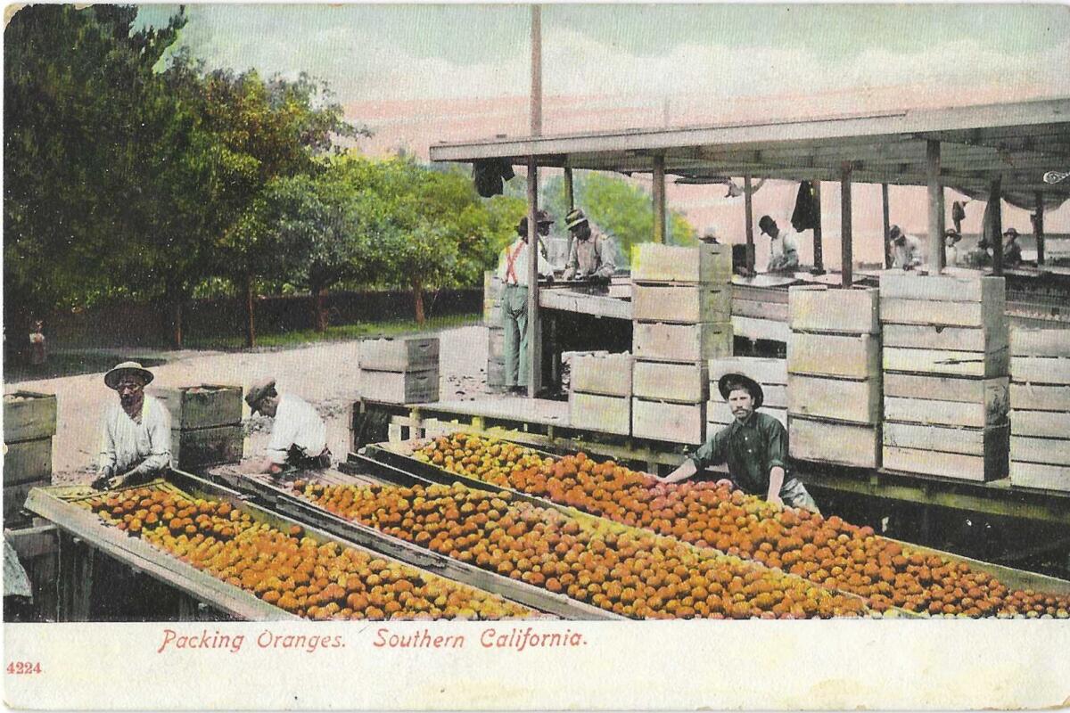 Rows of crates and rows of oranges