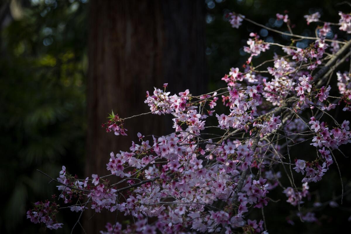 Cherry trees are expected to hit their peak soon at Descanso Gardens.