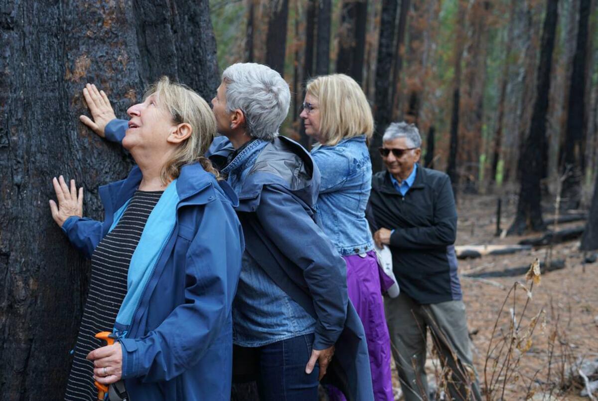 People place their hands on the charred trunk of a giant sequoia. 