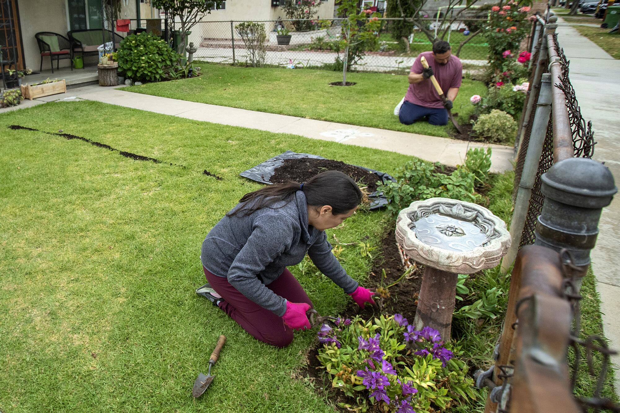 Sonia Rivera and her husband Omar add moisturizing soil around plants growing next to the front lawn of their home 