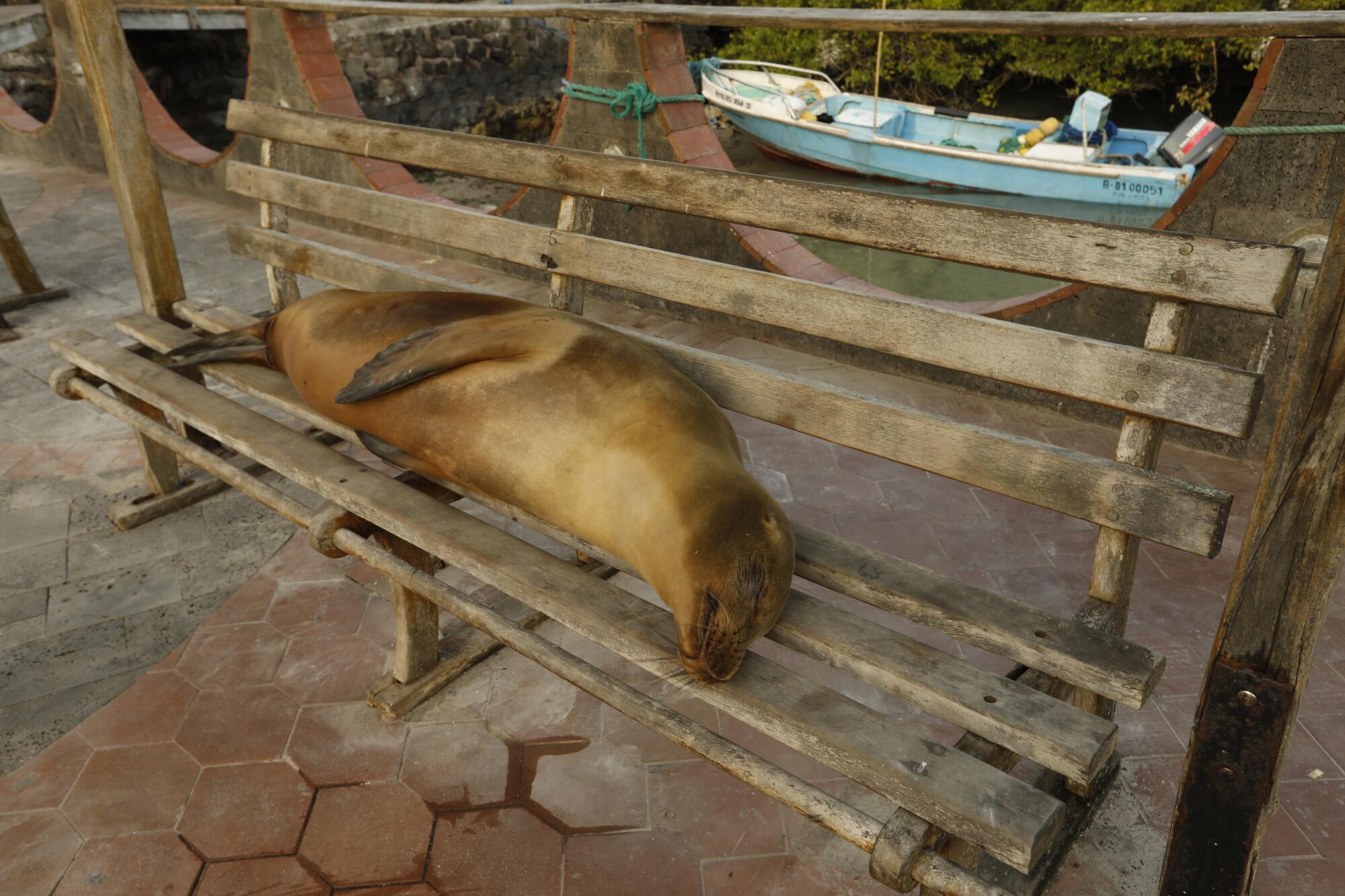 A sea lion rests on a bus stop bench in Puerto Ayora, where tourism is down dramatically due to the pandemic.