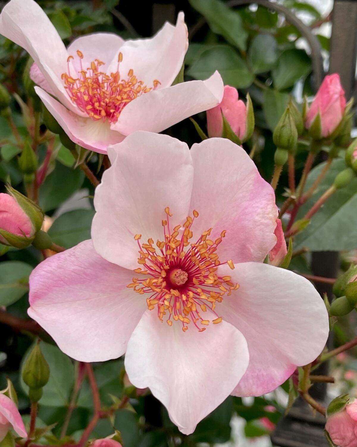 "The Charlatan,' a single petal shrub rose, shows off its stunning burgundy and gold stamens.