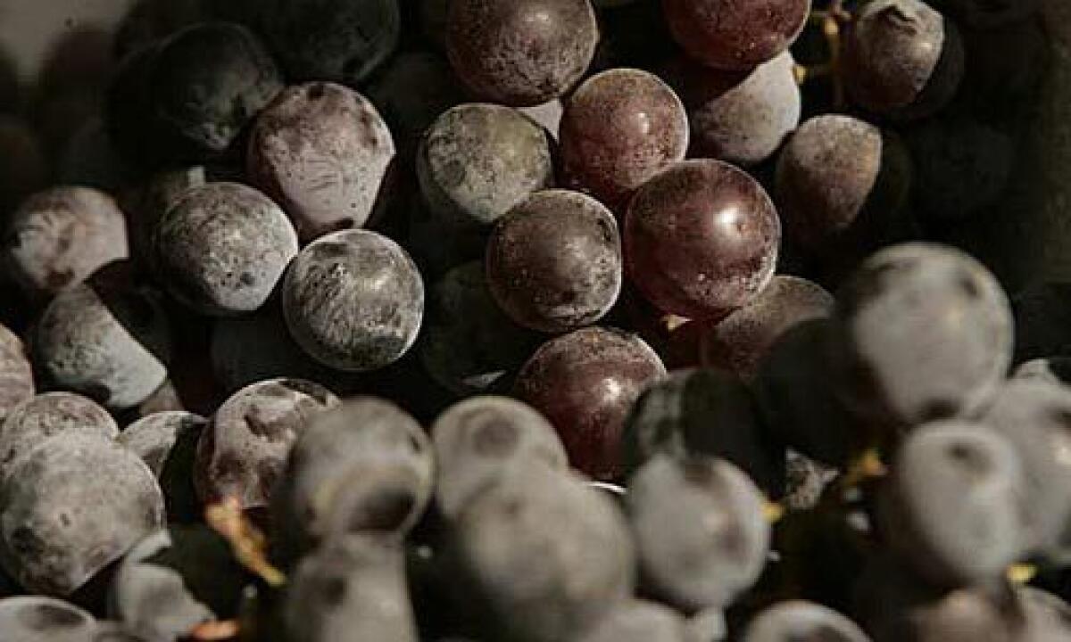 Kyoho grapes are terrific when paired with salty cheeses.