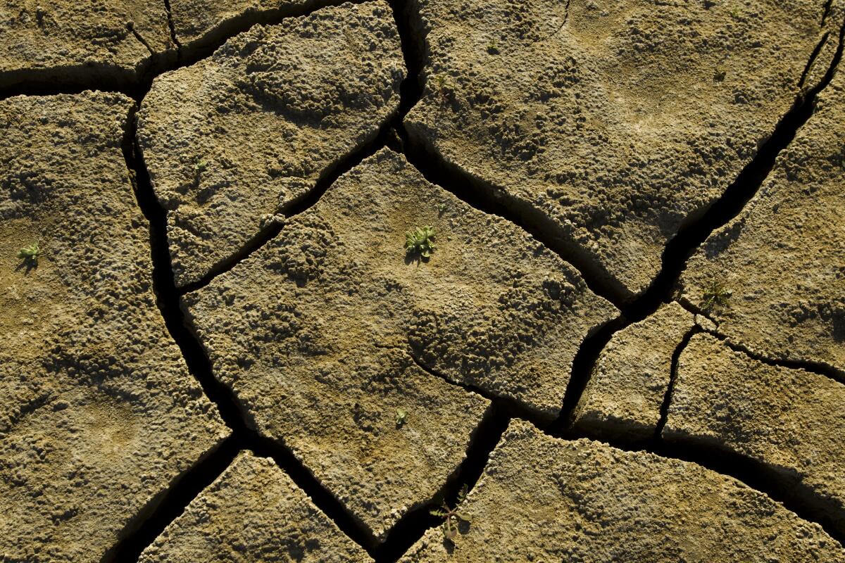 A tiny plant struggles to emerge from a cracked, dry lakebed.
