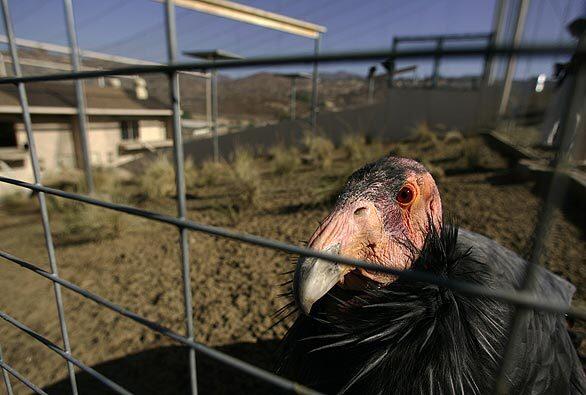 Male California condor Simerrye, along with four other condors, returns Monday to the newly rebuilt aviary at the San Diego Wild Animal Park. A year ago to the day, the facility burned down as the Witch fire moved through the park.