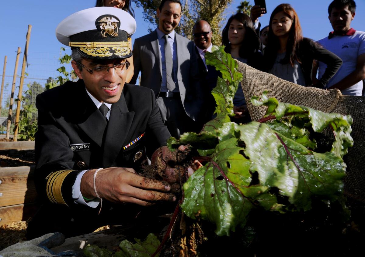 U.S. Surgeon General Vivek H. Murthy pulls beets out of a raised planter in the Fremont High School garden in Los Angeles on Nov. 20, 2015.