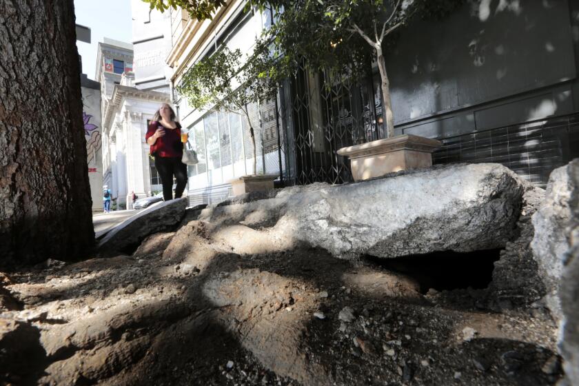 A sidewalk on Main Street, just north of Fourth Street, in downtown L.A. is no match for the roots of a tree.
