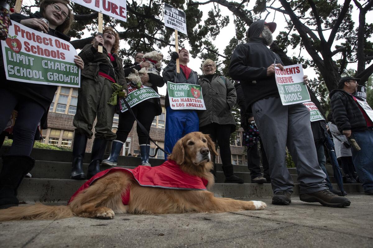 Fenton, a golden retriever therapy dog for children, joined striking teachers on the picket line at Burroughs Middle School on Tuesday.