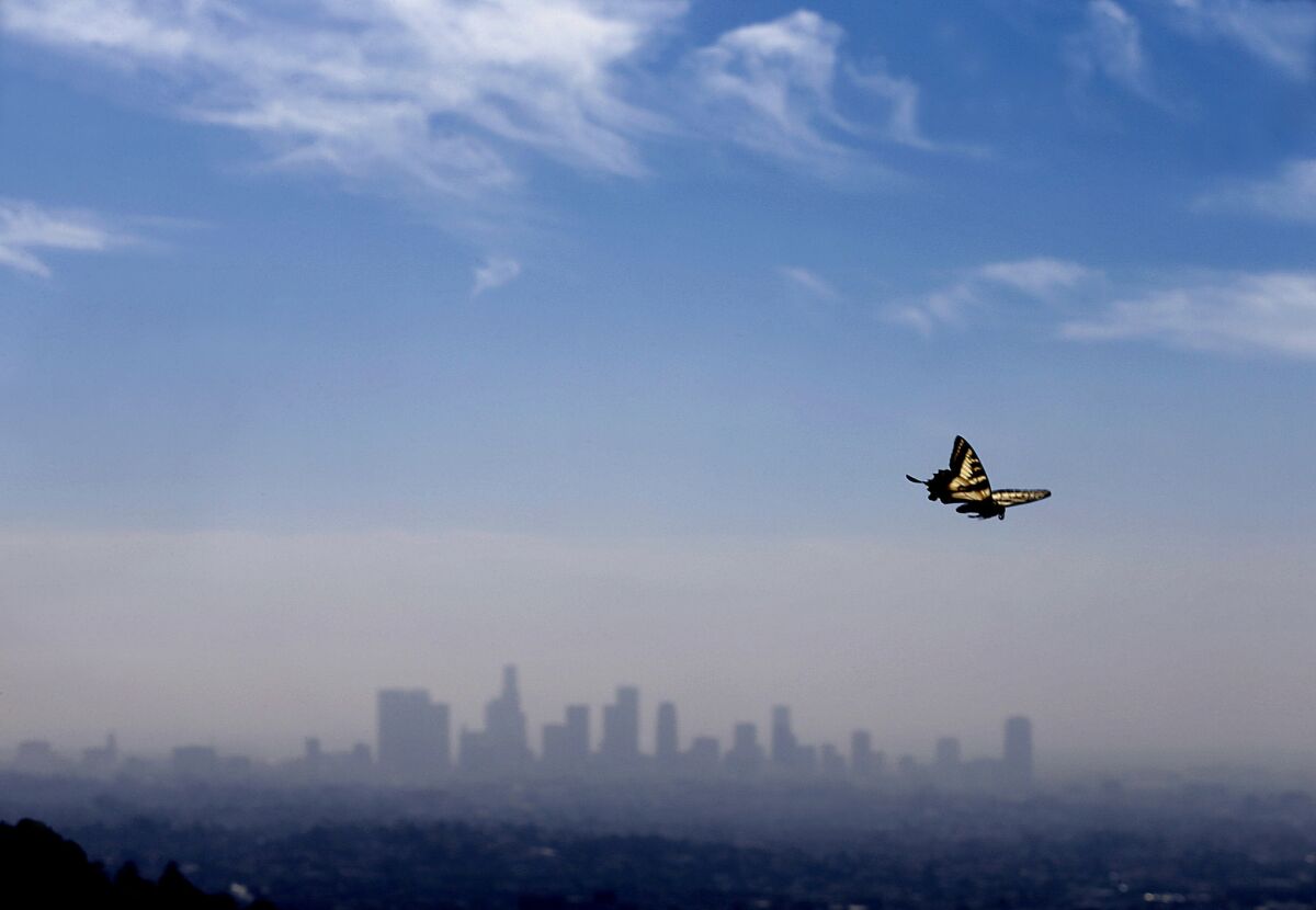 Los Angeles as a city has been viewed as both utopia and a last stop. A group of L.A. writers discusses how to get beyond the tropes. Seen here: A tiger butterfly sailing across the city's skyline in the spring.