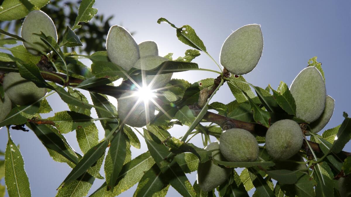 Almonds, coated in their fuzzy green hulls, grow on a tree at Wenger Ranch in Modesto.