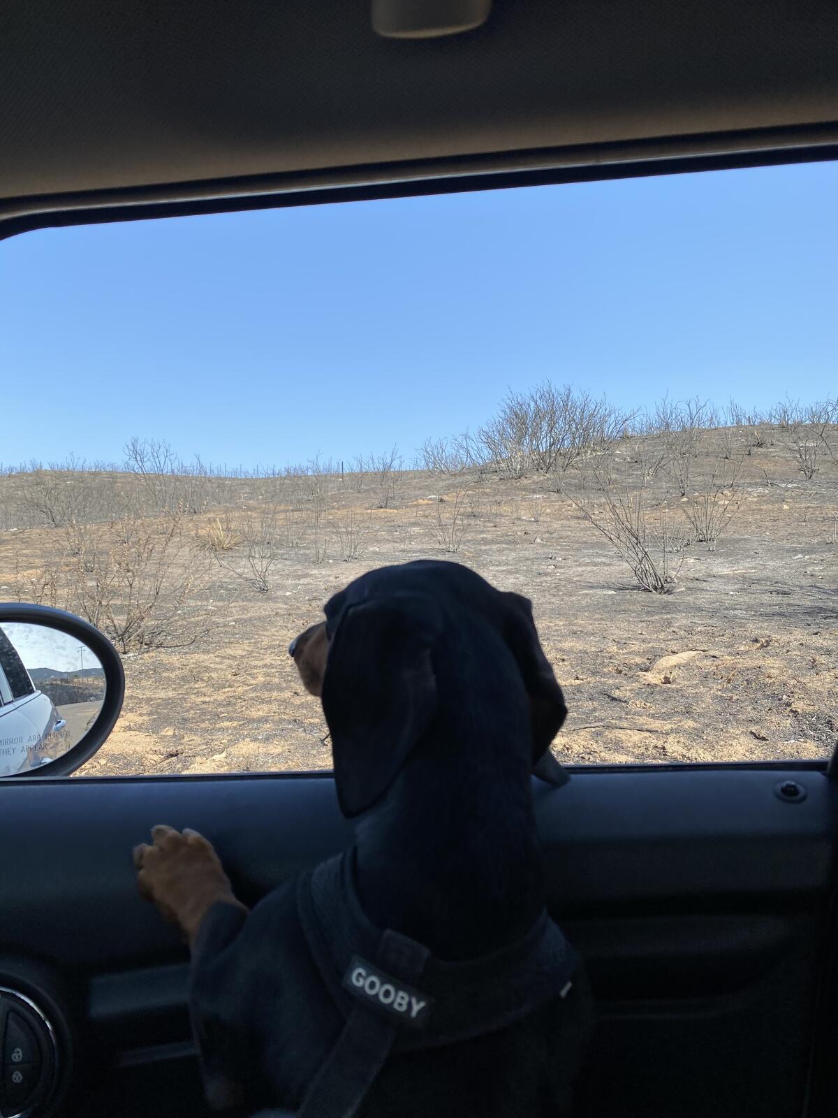 Romeo, a city-dwelling dachshund riding in a car