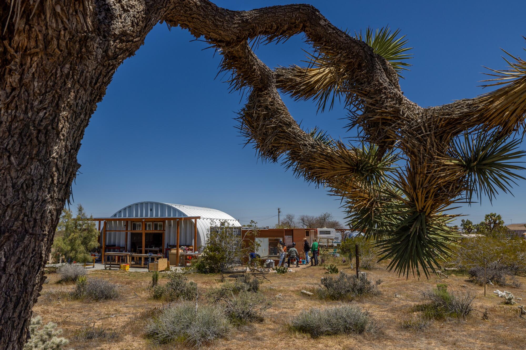 A Joshua tree frames a curved building in the background. 