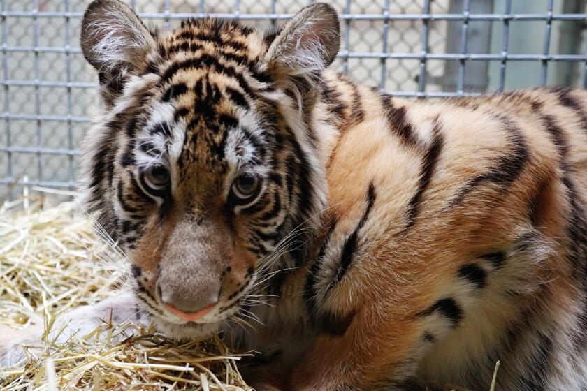 An 8-month-old tiger cub sits to await being examined after being rescued from an undisclosed private facility, where she was found with at least 10 bone fractures, caused from a poor diet on February 20, 2024.