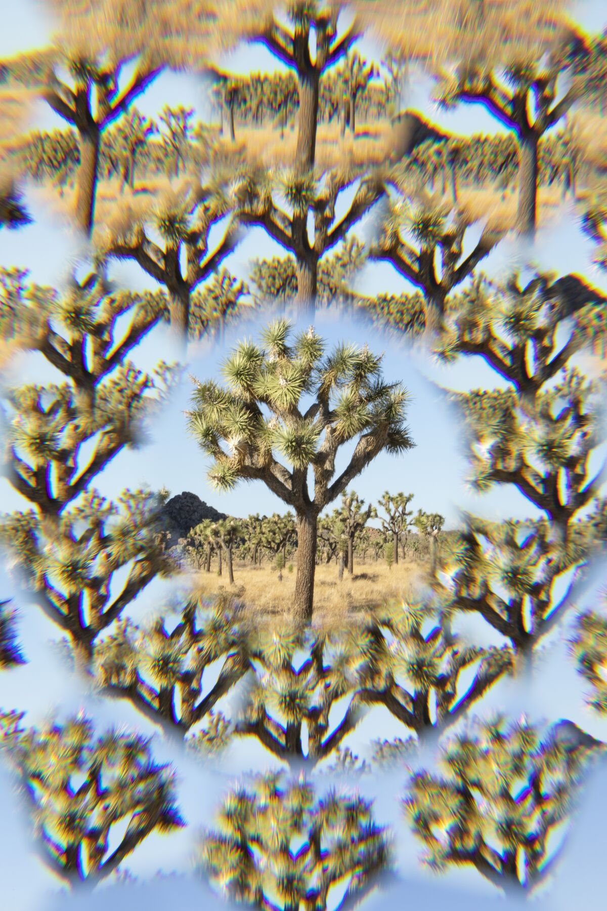 A Joshua tree photographed using a kaleidoscope lens filter