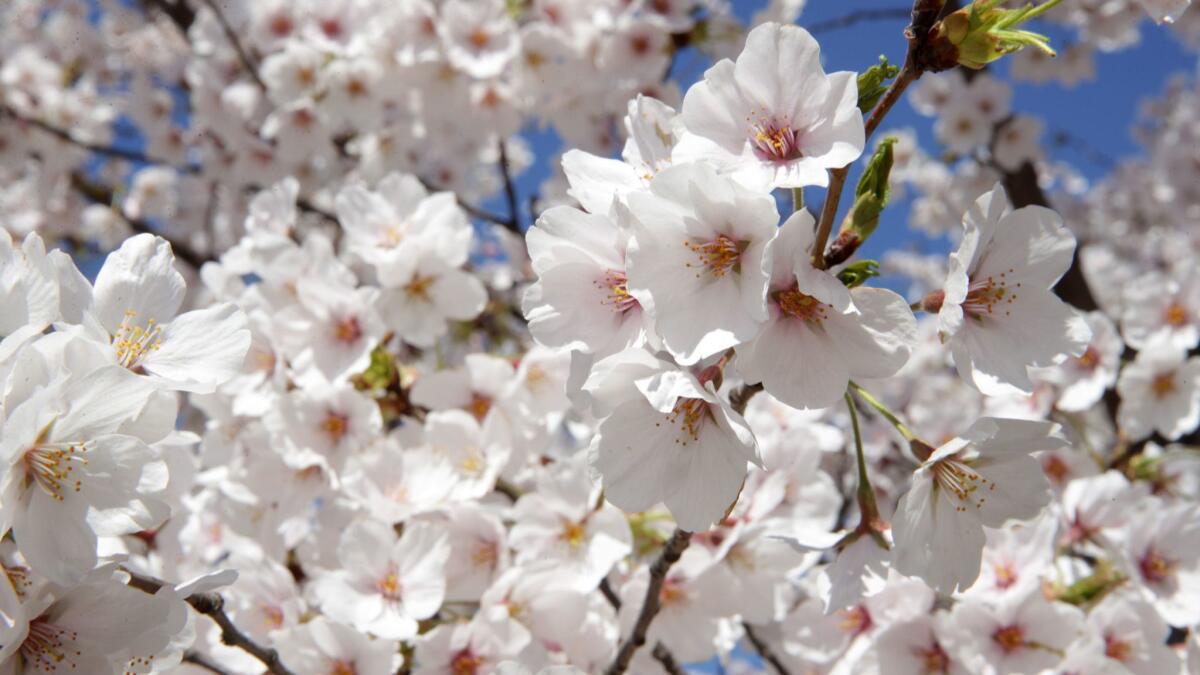 Cherry trees in the nation's capital hit peak bloom on Monday.