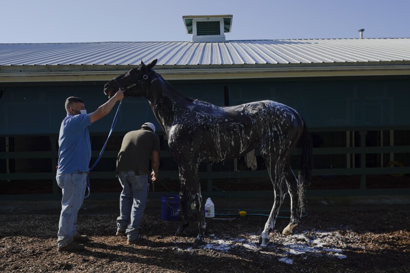 Kentucky Derby winner Medina Spirit is groomed and bathed.