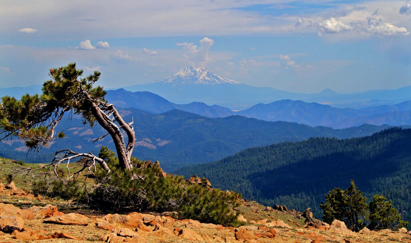 On top of Big Red Mountain, a red serpentine peak between two granite peaks located on the Siskiyou Crest, stands a lone Jeffery Pine with Mt. Shasta in the background.