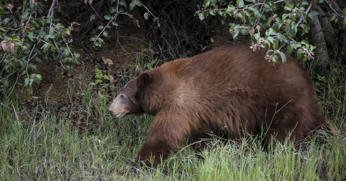 A black bear was euthanized in Colorado. A necropsy showed its intestines were plugged with human garbage.