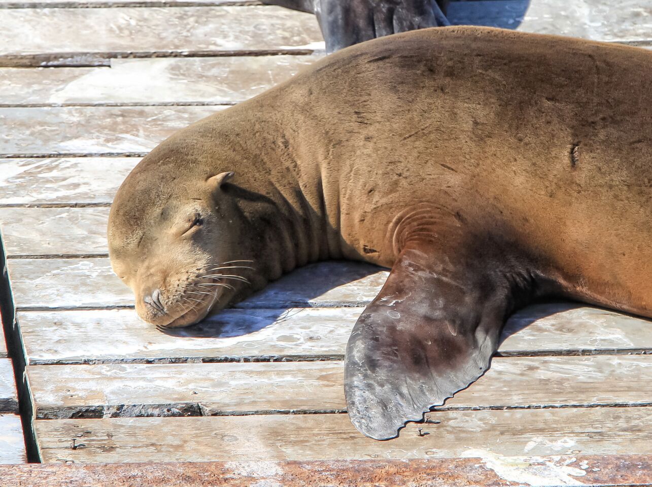 A sea lions sleep on the bait barges in San Diego Bay.