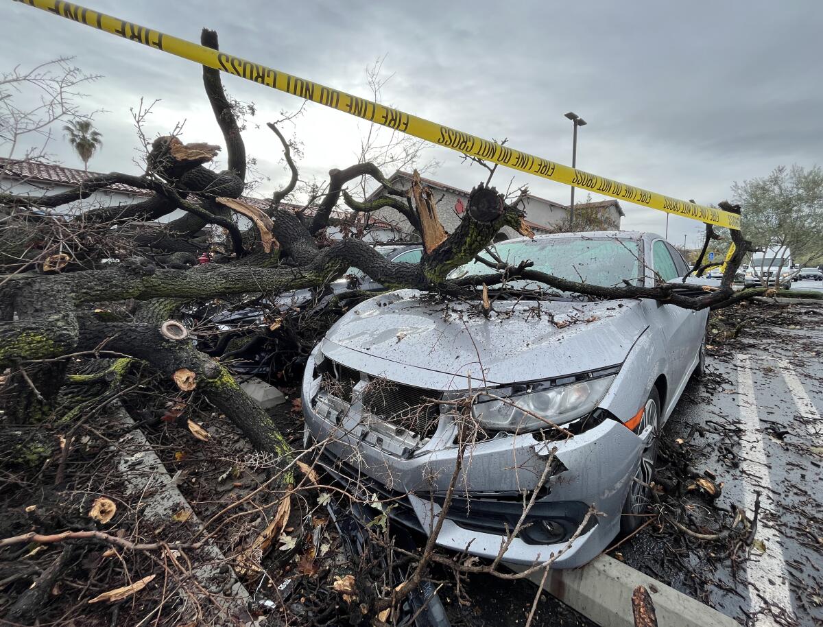 A damaged cars sit beneath a fallen tree.