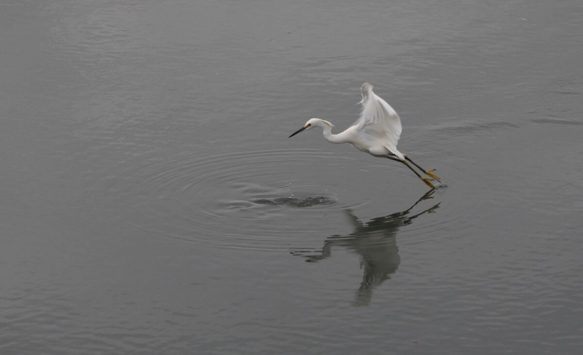 An egret searches for a meal at the San Elijo Lagoon Ecological Reserve on Thursday.