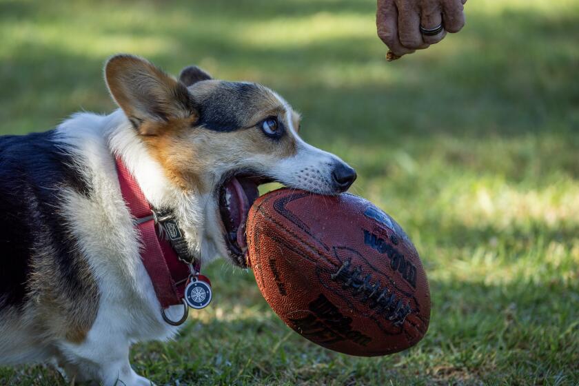 Laguna Beach, CA - August 17: Toby plays with his football as his owner, Bob Pruitt, of Dana Point, offers him a treat and plays with him at the Laguna Beach Dog Park in Laguna Beach Thursday, Aug. 17, 2023. Laguna Beach officials this month amended a city law to make it more challenging for residents to file complaints about barking dogs. (Allen J. Schaben / Los Angeles Times)