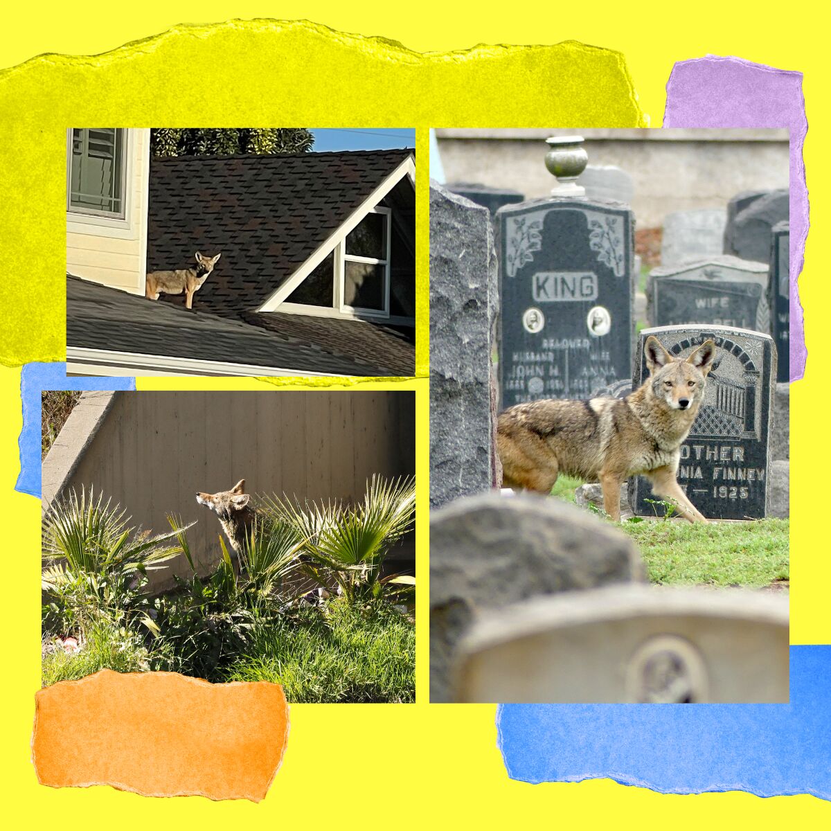 Coexisting with coyotes is a challenging reality in urban Southern California.
