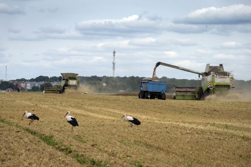 Storks walk in front of harvesters in a wheat field in the village of Zghurivka, Ukraine, Tuesday, Aug. 9, 2022. Before the war, Ukraine was seen as the world's bread basket, exporting 4.5 million tons of agricultural produce a month through its ports. Millions of tons of grain have been stuck due to Russian blockages since February. Under a deal brokered by Turkey and the UN last month, Russia agreed not to target ships in transit, and grain ships started to leave Ukraine as hopes grow for export stability. (AP Photo/Efrem Lukatsky)