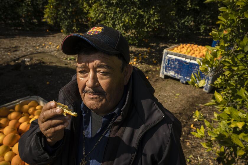 Carlos Garcia, 73, lives in Sanger and has been working this week at an orange orchard near Reedley in the San Joaquin Valley. He said he's being extra cautious amid the coronavirus pandemic because of his age and the fact that he suffers from diabetes. He now wears long sleeves and gloves at all times. He washes his hands before and after using the bathroom, and again before he heads home for the day. When he gets there, he immediately throws all his clothes in the wash. More than himself, he said he worries about infecting one of his grandchildren if he were to contract the virus.