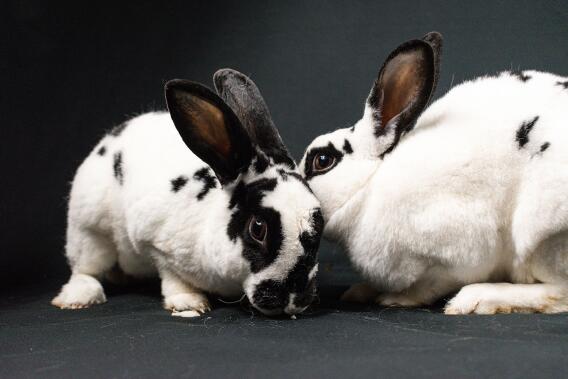 The Most Popular Variety of Rabbit Breeds You Can Own as a Pet in the U ...