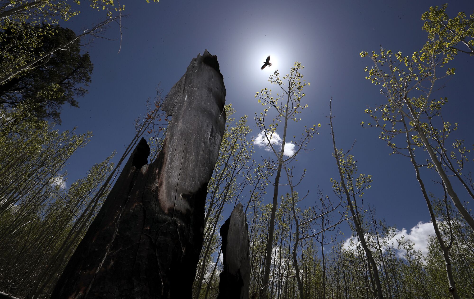 A bird flies over a charred tree stump in the Kaibab National Forest in northern Arizona.
