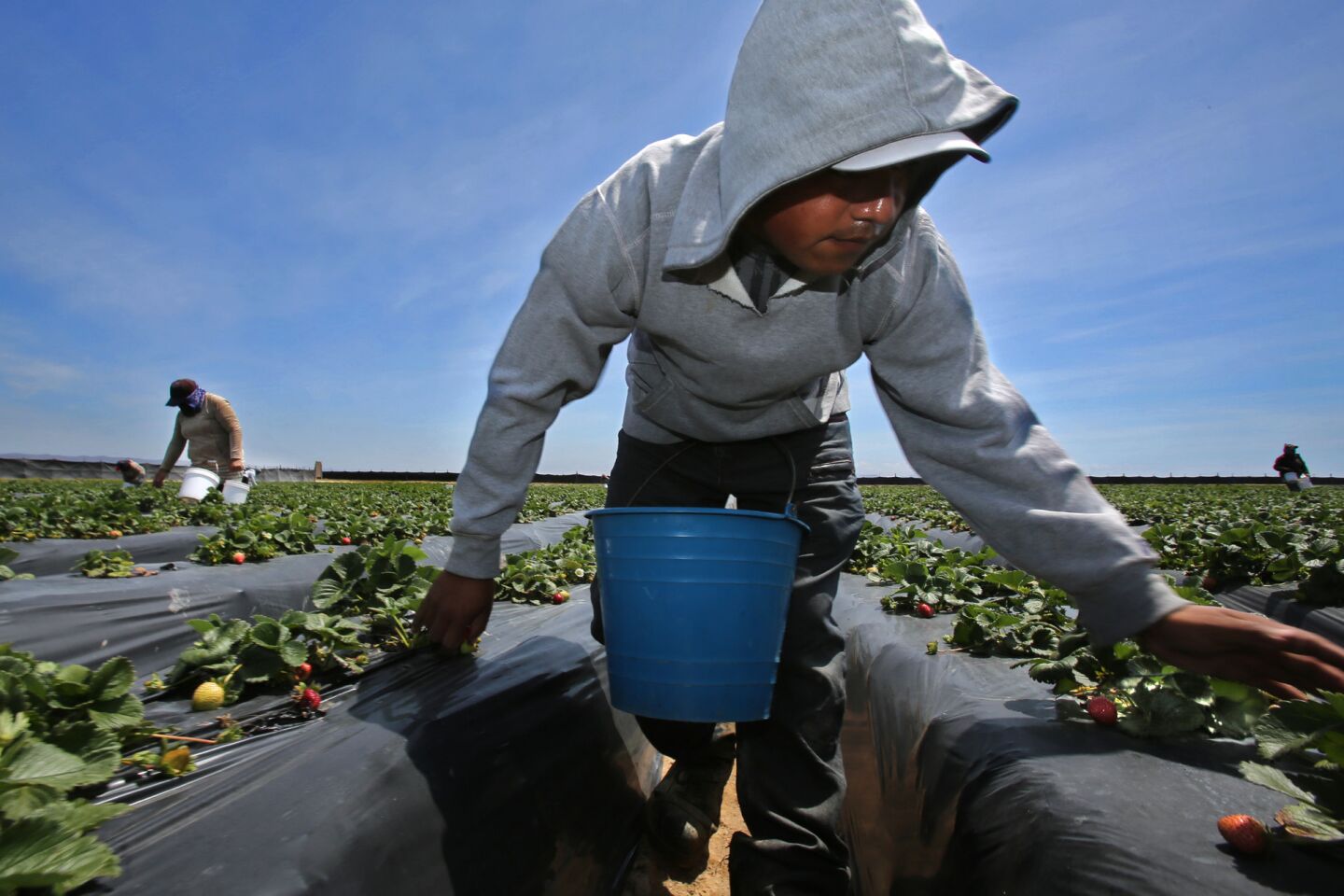 Baja farm workers