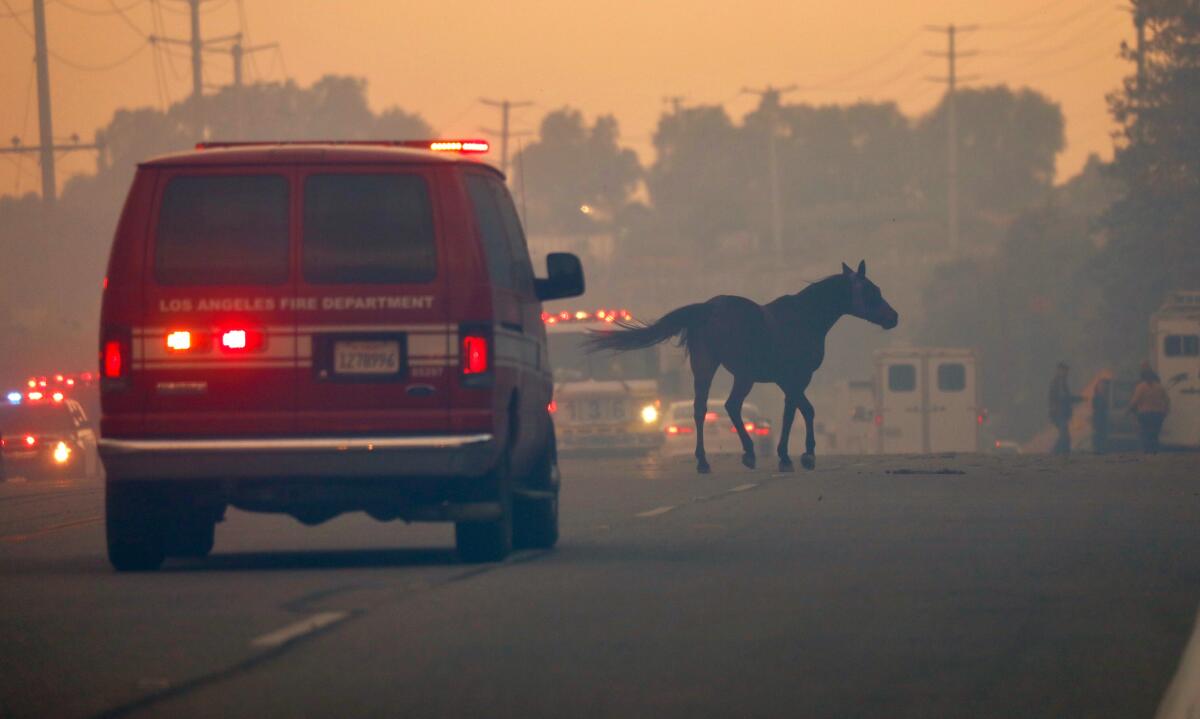 A horse runs across traffic lanes during the recent Simi Valley fire.