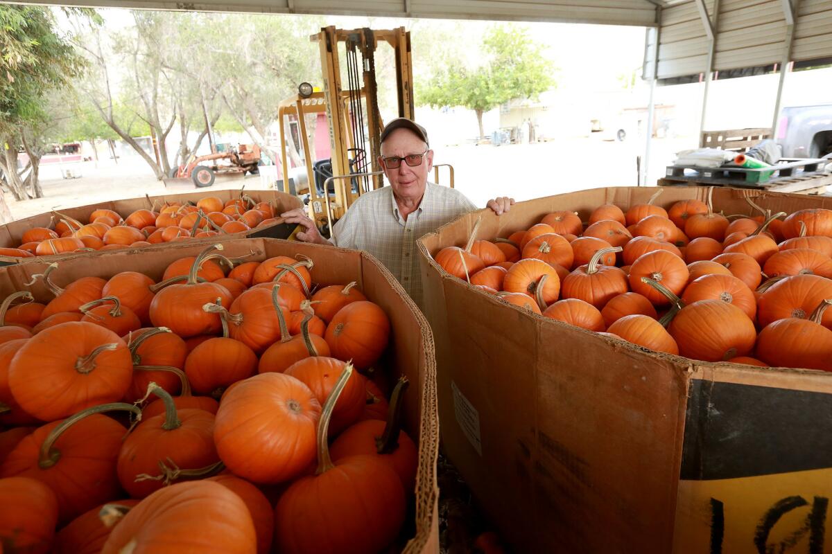 Bob Lombardi, owner of the now-closed Lombardi Ranch, stands with some of the baby bear pumpkins he was able to grow on only 2 acres of the 140-acre farm due to the drought.