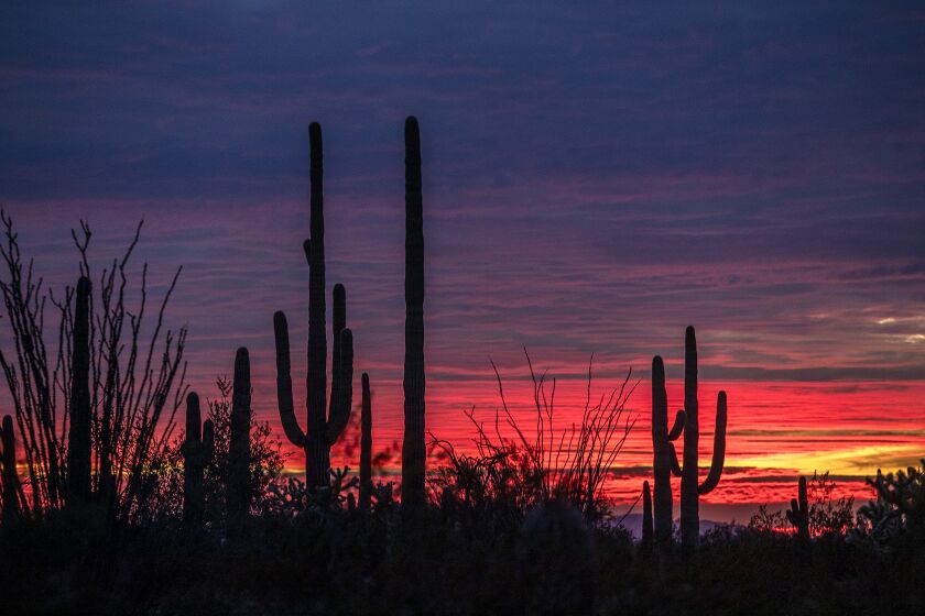 ORGAN PIPE CACTUS NATIONAL MONUMENT, ARIZ. -- THURSDAY, FEBRUARY 20, 2020: The sun sets behind saguaro cactus and ocotillos on the La Abra Plain in Organ Pipe Cactus National Monument on Feb. 20, 2020. (Brian van der Brug / Los Angeles Times)