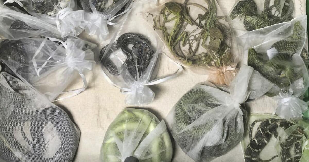 Le commerce international des espèces sauvages entraîne la propagation de maladies d’une espèce à l’autre Le commerce international des espèces sauvages entraîne la propagation de maladies d’une espèce à l’autre