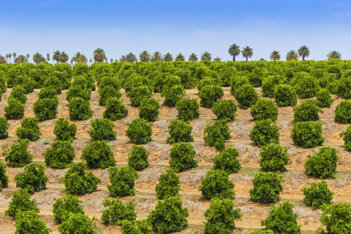 Orange Tree Groves at California State Citrus Park, Riverside, CA